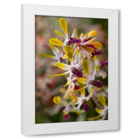 Tropical Garden Orchids White Modern Wood Framed Art Print by Semenza, Marlana