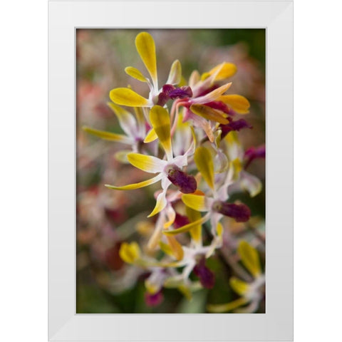 Tropical Garden Orchids White Modern Wood Framed Art Print by Semenza, Marlana