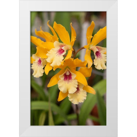 Golden Orchids White Modern Wood Framed Art Print by Semenza, Marlana