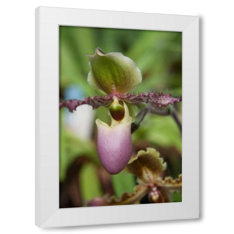 Orchid Exotic White Modern Wood Framed Art Print by Semenza, Marlana