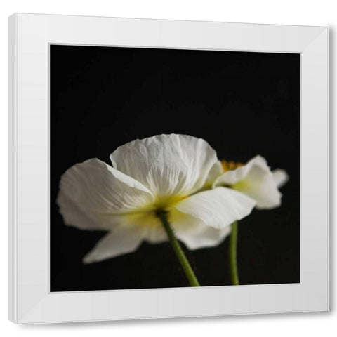 Dramatic Petals 1 White Modern Wood Framed Art Print by Susannah Tucker Photography