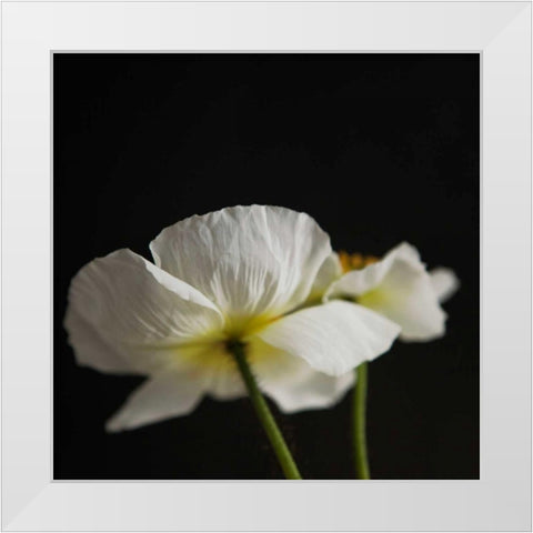 Dramatic Petals 1 White Modern Wood Framed Art Print by Susannah Tucker Photography