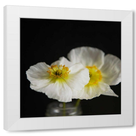 Dramatic Petals 2 White Modern Wood Framed Art Print by Susannah Tucker Photography