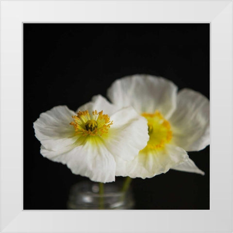 Dramatic Petals 2 White Modern Wood Framed Art Print by Susannah Tucker Photography