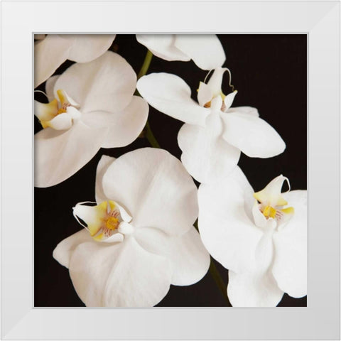 Dramatic Orchid 1 White Modern Wood Framed Art Print by Susannah Tucker Photography
