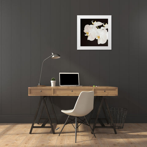 Dramatic Orchid 2 White Modern Wood Framed Art Print by Susannah Tucker Photography