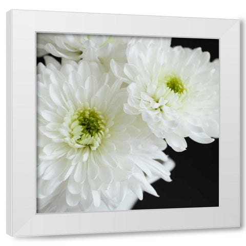 Dramatic Chrysanthemum 1 White Modern Wood Framed Art Print by Susannah Tucker Photography