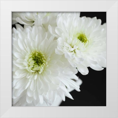 Dramatic Chrysanthemum 1 White Modern Wood Framed Art Print by Susannah Tucker Photography
