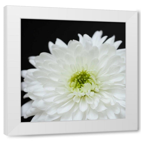 Dramatic Chrysanthemum 2 White Modern Wood Framed Art Print by Susannah Tucker Photography