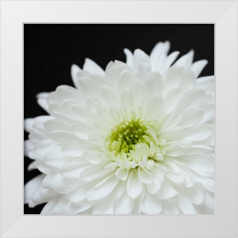 Dramatic Chrysanthemum 2 White Modern Wood Framed Art Print by Susannah Tucker Photography