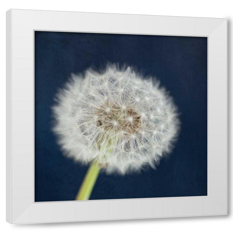 Wish Garden White Modern Wood Framed Art Print by Susannah Tucker Photography