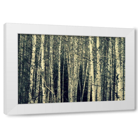 Birch Dream White Modern Wood Framed Art Print by Dickinson, Robin