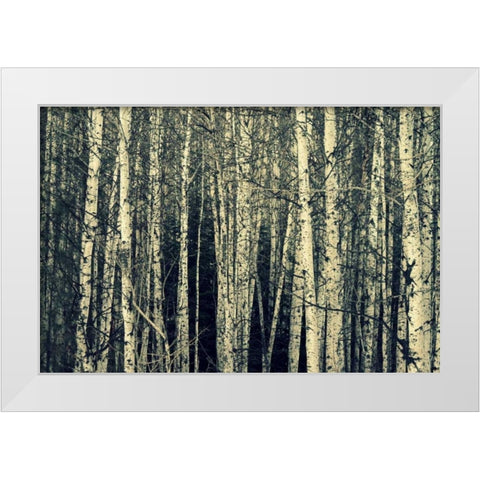 Birch Dream White Modern Wood Framed Art Print by Dickinson, Robin