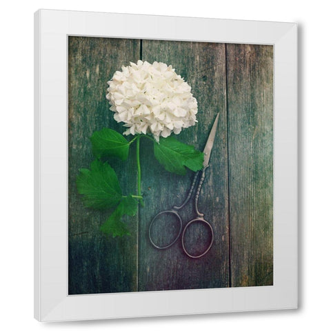 Fresh Cut White Modern Wood Framed Art Print by Dickinson, Robin