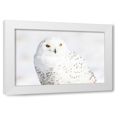 Snowy Owl White Modern Wood Framed Art Print by Mark Spowart Photography