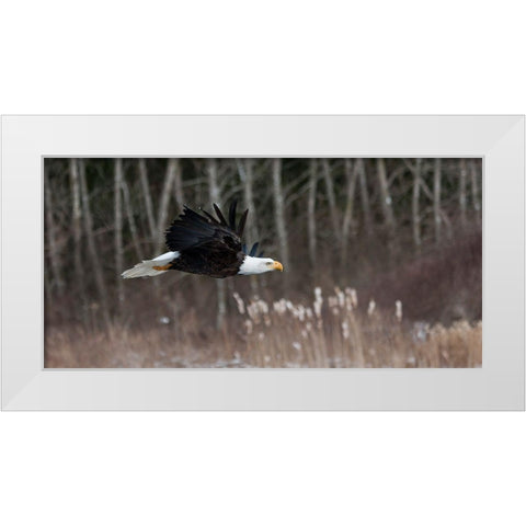 Feathered Hunter White Modern Wood Framed Art Print by Mark Spowart Photography