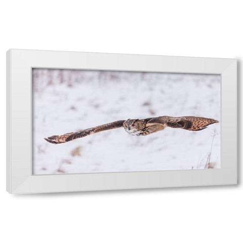 Swoop! White Modern Wood Framed Art Print by Mark Spowart Photography