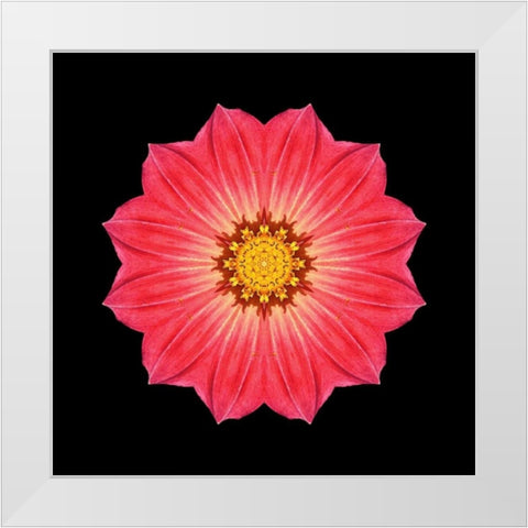Kaleidoscope Red Daisy White Modern Wood Framed Art Print by Bookbinder, David