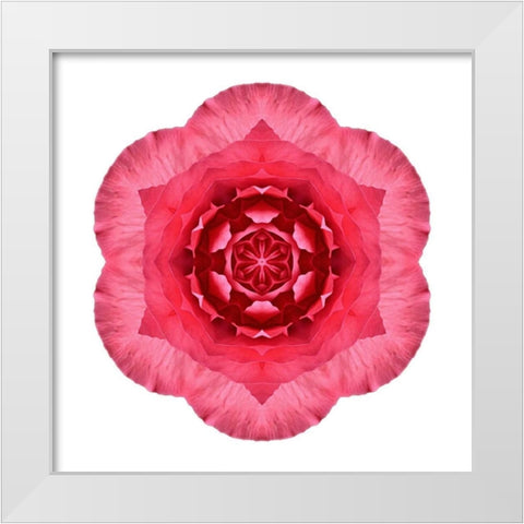 Kaleidoscope Begonia White Modern Wood Framed Art Print by Bookbinder, David