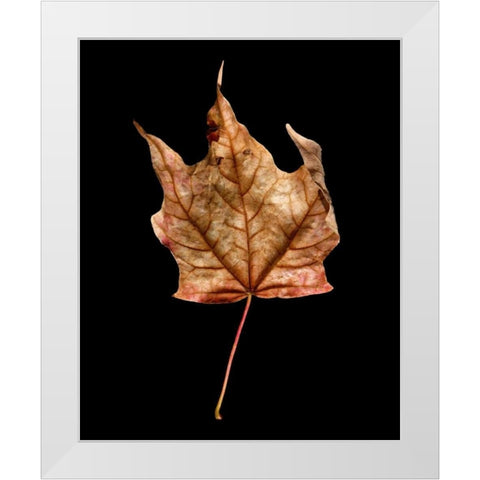 Rustic Leaf 3 White Modern Wood Framed Art Print by Bookbinder, David