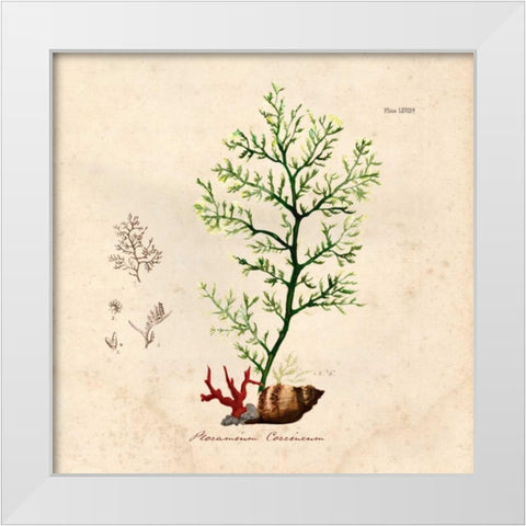 Antique Seaweed 2 White Modern Wood Framed Art Print by Z Studio