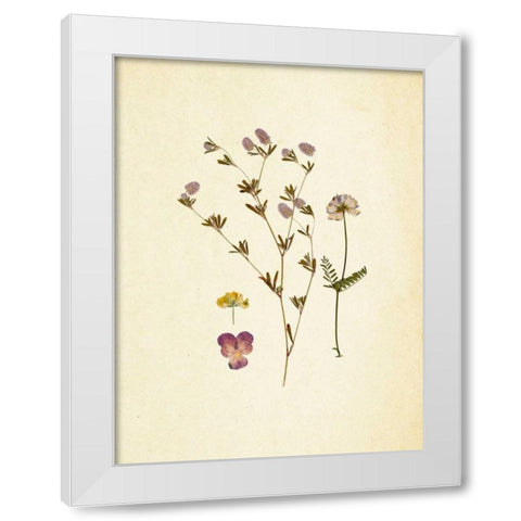 French Herbarium 2 White Modern Wood Framed Art Print by Ross, Devon
