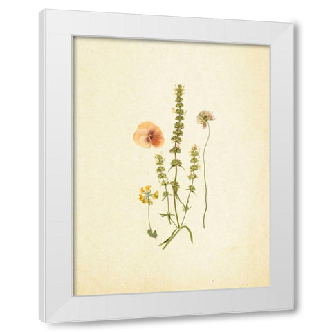 French Herbarium 4 White Modern Wood Framed Art Print by Ross, Devon