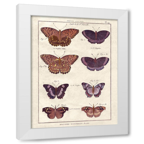 Histoire Naturelle 1 White Modern Wood Framed Art Print by Wesley, Terrence