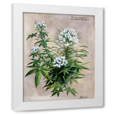 Botanical bouquet II White Modern Wood Framed Art Print by Motz, Peter