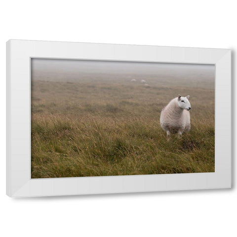 A Sheep standing on grass in mist White Modern Wood Framed Art Print by Frank, Assaf