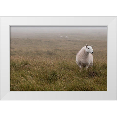 A Sheep standing on grass in mist White Modern Wood Framed Art Print by Frank, Assaf