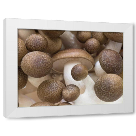 Close-up of mushrooms White Modern Wood Framed Art Print by Frank, Assaf