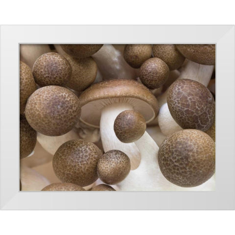 Close-up of mushrooms White Modern Wood Framed Art Print by Frank, Assaf