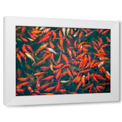 Goldfish gathering at surface, close-up White Modern Wood Framed Art Print by Frank, Assaf