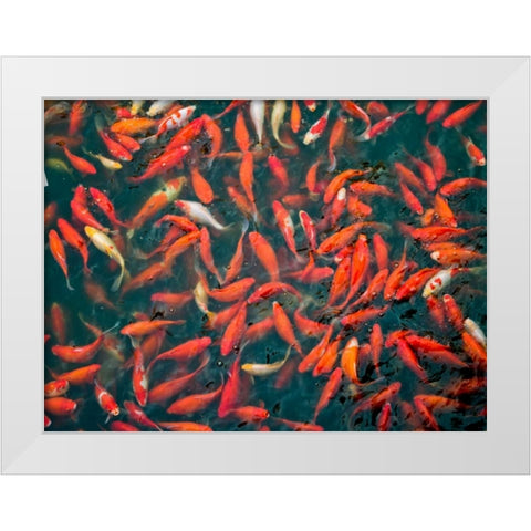 Goldfish gathering at surface, close-up White Modern Wood Framed Art Print by Frank, Assaf