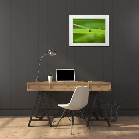 Ladybug on leaf White Modern Wood Framed Art Print by Frank, Assaf