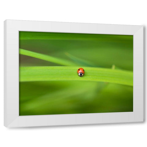 Ladybug on leaf White Modern Wood Framed Art Print by Frank, Assaf