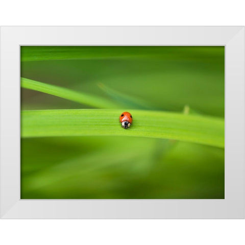 Ladybug on leaf White Modern Wood Framed Art Print by Frank, Assaf