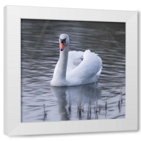 A Swan in a Lake White Modern Wood Framed Art Print by Frank, Assaf