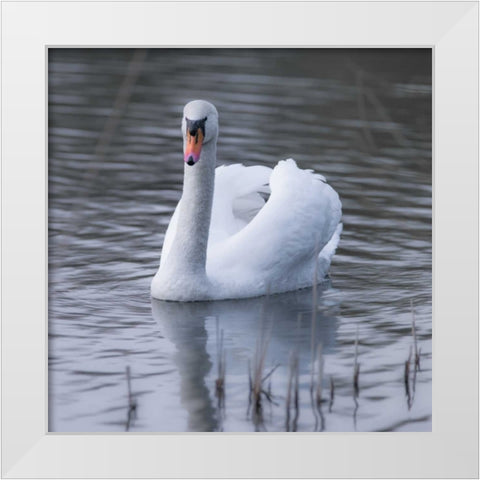 A Swan in a Lake White Modern Wood Framed Art Print by Frank, Assaf