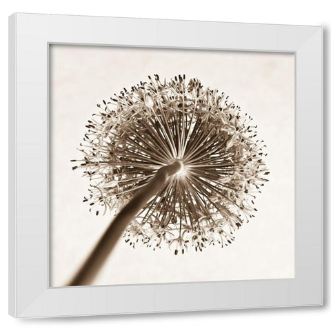 Allium flower, close-up White Modern Wood Framed Art Print by Frank, Assaf