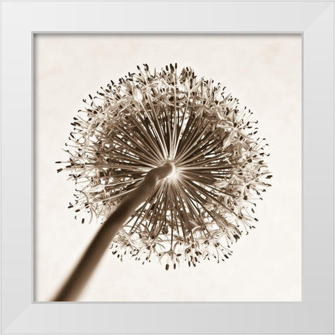 Allium flower, close-up White Modern Wood Framed Art Print by Frank, Assaf