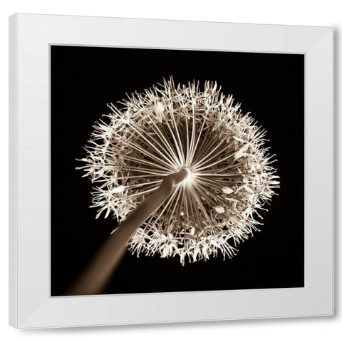 Purple allium flower, close-up (Sepia) White Modern Wood Framed Art Print by Frank, Assaf