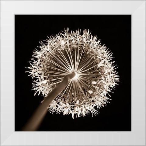 Purple allium flower, close-up (Sepia) White Modern Wood Framed Art Print by Frank, Assaf