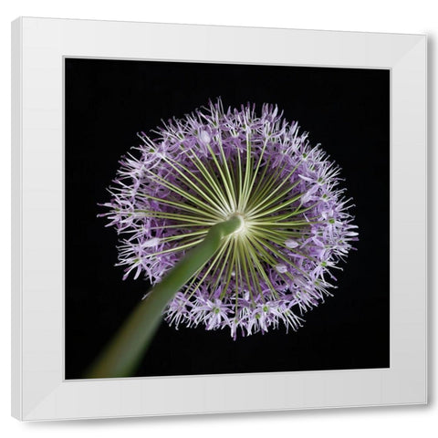 Purple allium flower-close-up White Modern Wood Framed Art Print by Frank, Assaf