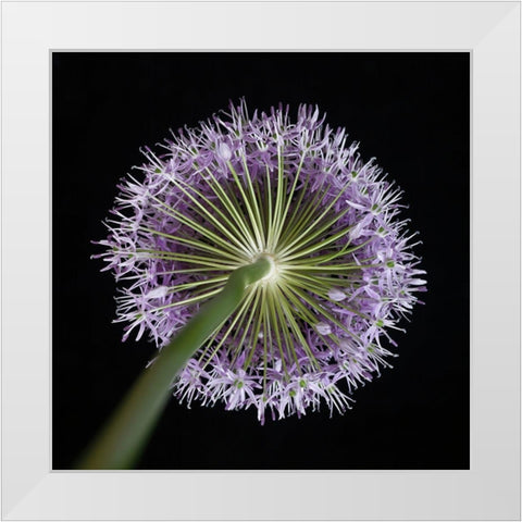 Purple allium flower-close-up White Modern Wood Framed Art Print by Frank, Assaf