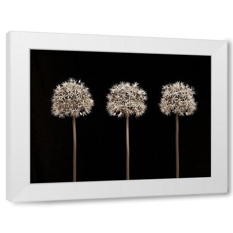 Allium flowers White Modern Wood Framed Art Print by Frank, Assaf