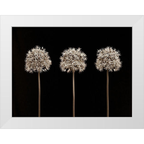 Allium flowers White Modern Wood Framed Art Print by Frank, Assaf