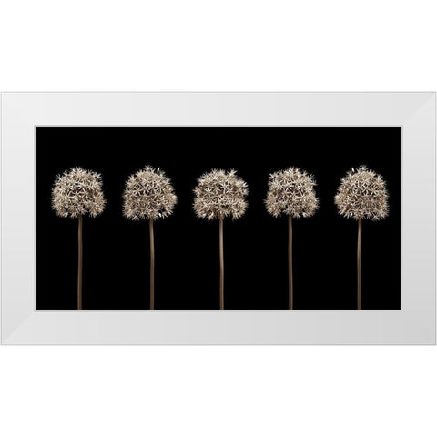 Three puple allium flowers in a row-close-up White Modern Wood Framed Art Print by Frank, Assaf
