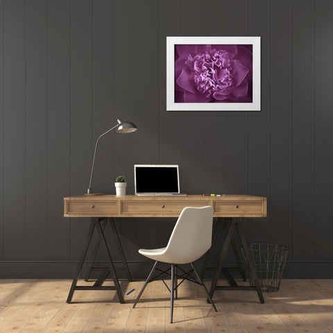 Camellia Flower (Camellia japonica), close-up White Modern Wood Framed Art Print by Frank, Assaf